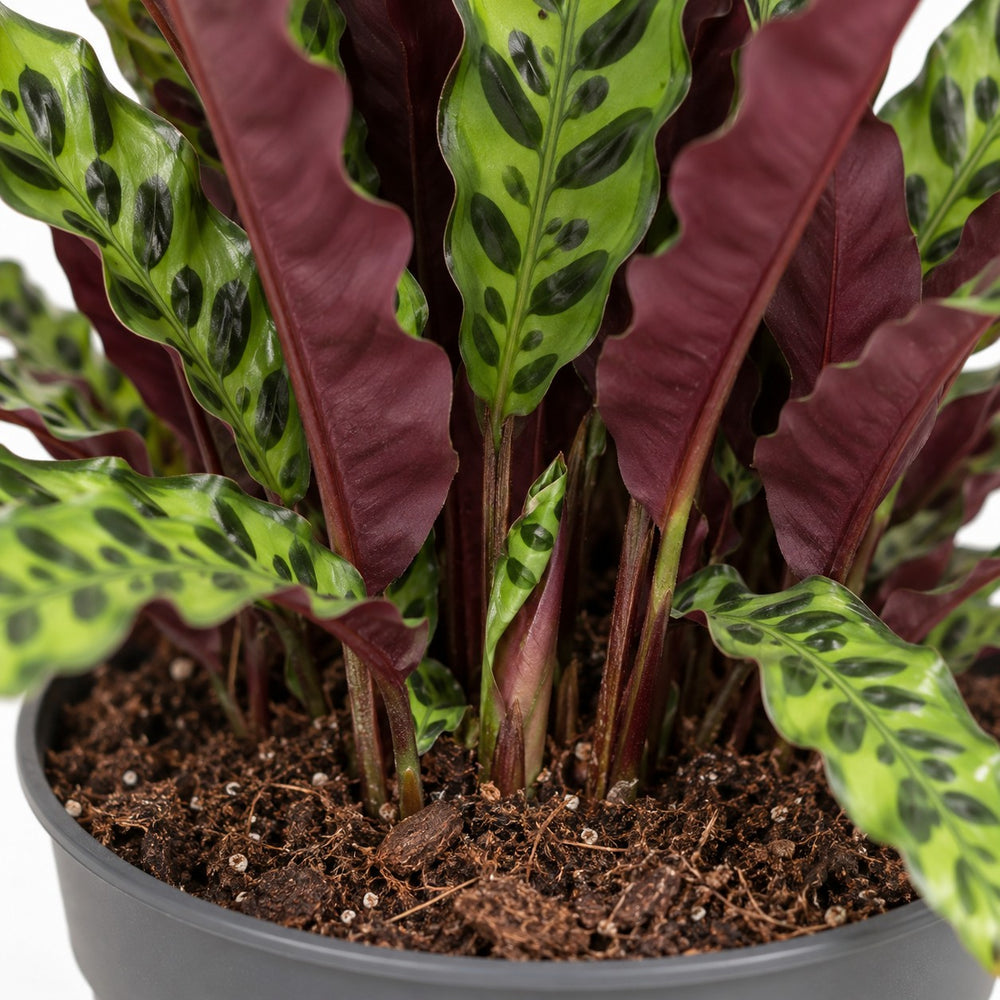 Calathea Lancifolia, Nahaufnahme Wuchs und Triebansatz