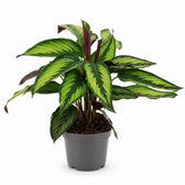 Calathea Majestica Princeps (45cm) im Kulturtopf