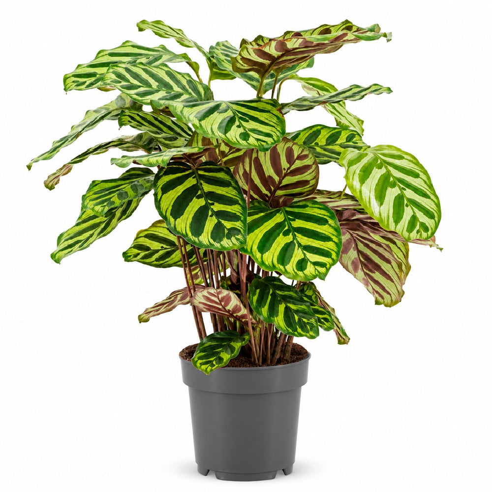 Calathea Makoyana (45cm, Ø14cm) im Kulturtopf