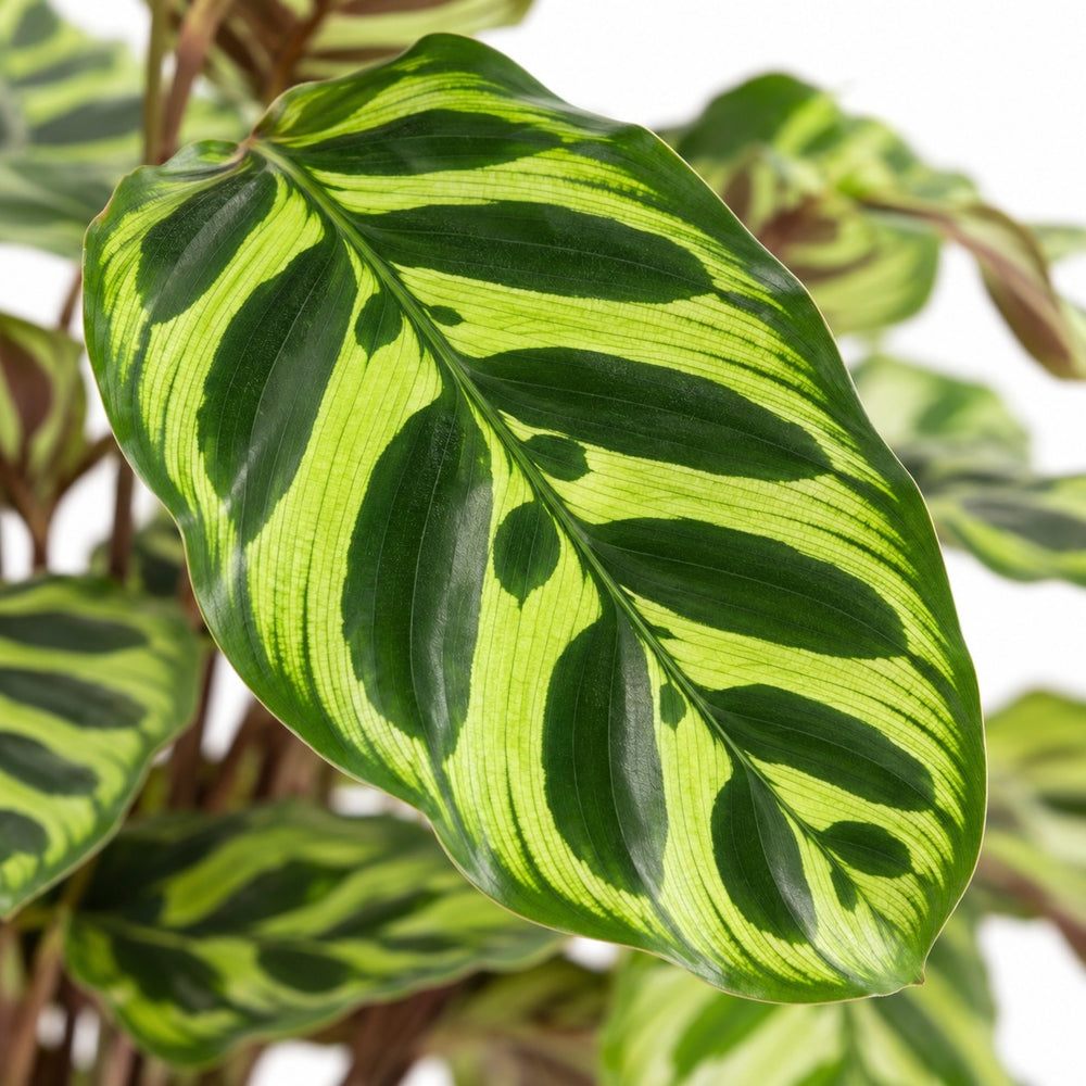 Calathea Makoyana (45cm, Ø14cm), Nahaufnahme Blatt