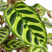 Calathea Makoyana (45cm, Ø14cm), Nahaufnahme Blatt