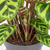 Calathea Makoyana (45cm, Ø14cm), Nahaufnahme Wuchs und Triebansatz