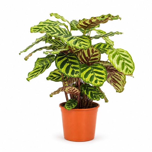 Calathea Makoyana (55cm, Ø17cm) im Kulturtopf