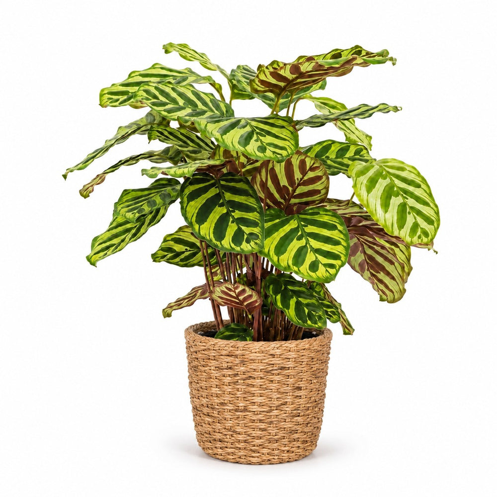 Calathea Makoyana (55cm, Ø17cm), Stylingbeispiel im Übertopf (Übertopf nicht enthalten)