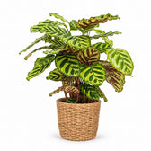 Calathea Makoyana (55cm, Ø17cm), Stylingbeispiel im Übertopf (Übertopf nicht enthalten)