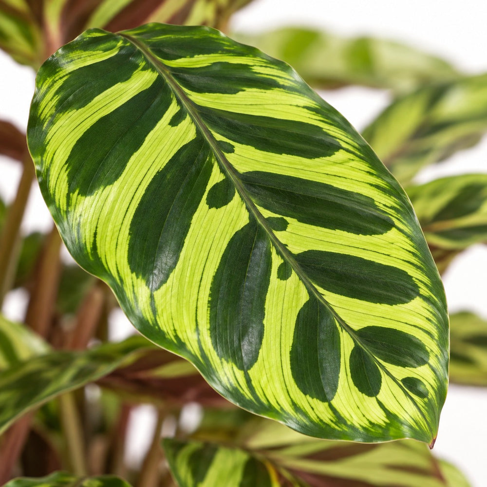 Calathea Makoyana, Nahaufnahme Blatt