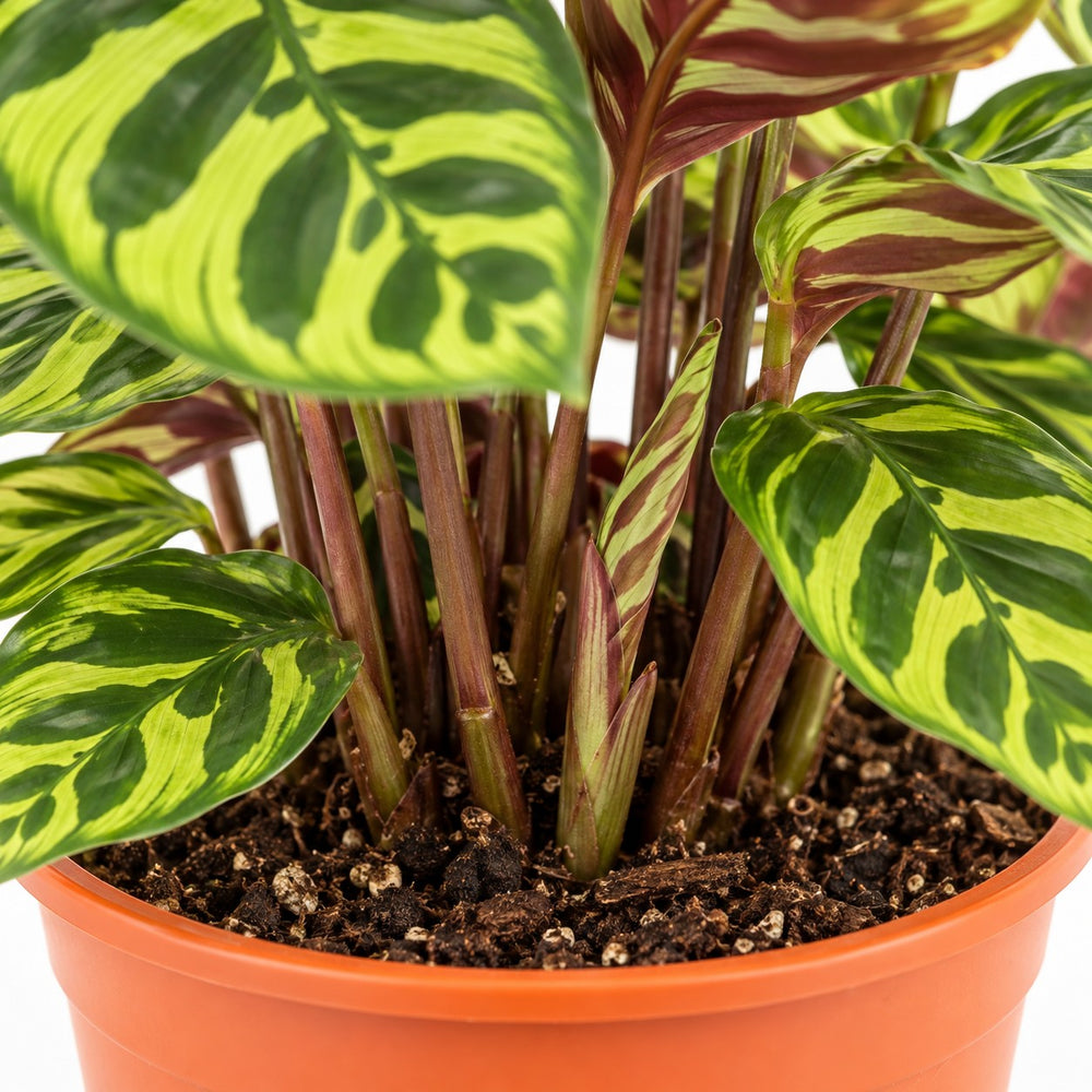 Calathea Makoyana, Nahaufnahme Wuchs und Triebansatz