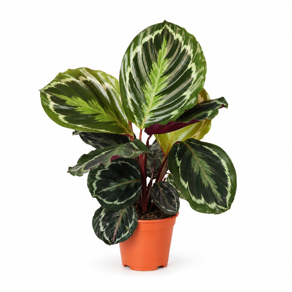 Calathea Medallion (45cm, Ø14cm) im Kulturtopf