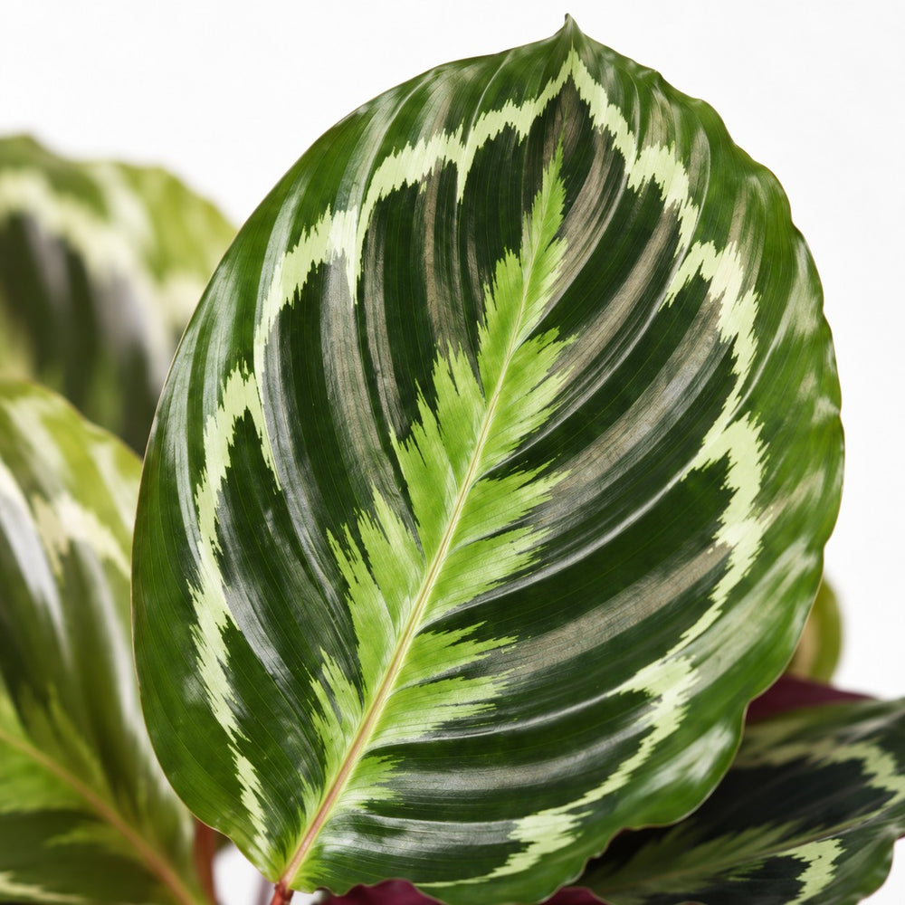 Calathea Medallion (45cm, Ø14cm), Nahaufnahme Blatt