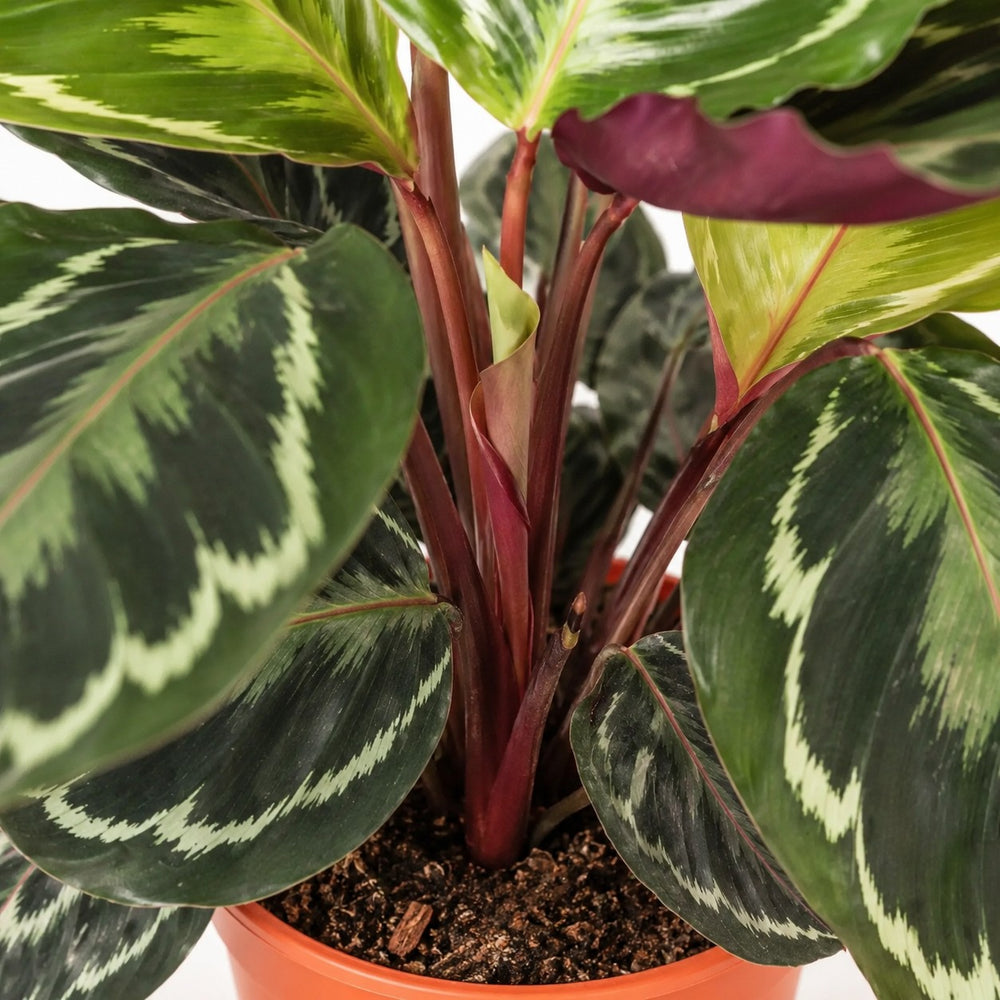 Calathea Medallion (45cm, Ø14cm), Nahaufnahme Wuchs und Triebansatz
