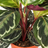 Calathea Medallion (45cm, Ø14cm), Nahaufnahme Wuchs und Triebansatz