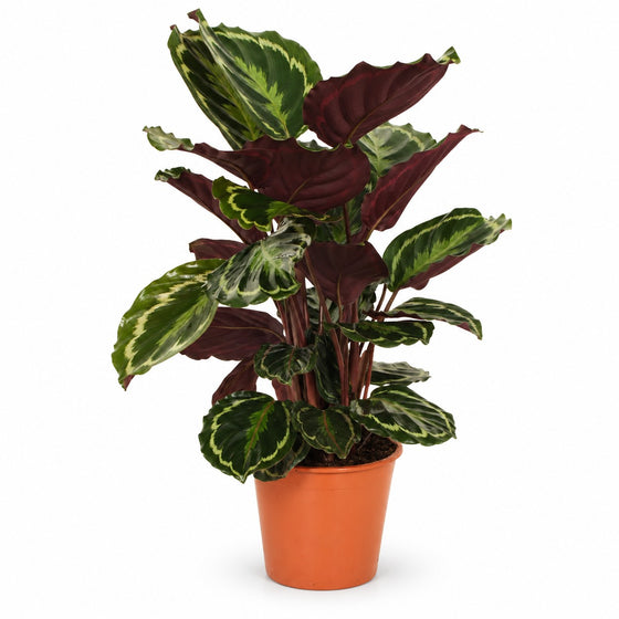 Calathea Medallion