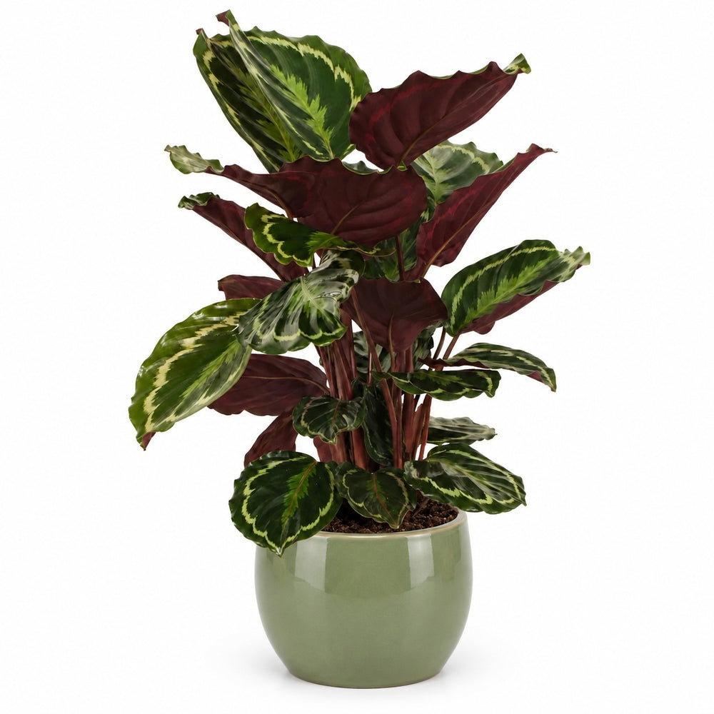 Calathea Medallion (75cm, Ø19cm), Stylingbeispiel im Übertopf (Übertopf nicht enthalten)