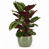 Calathea Medallion (75cm, Ø19cm), Stylingbeispiel im Übertopf (Übertopf nicht enthalten)