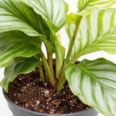 Calathea Orbifolia (25cm, Ø12cm), Nahaufnahme Wuchs und Triebansatz