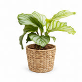 Calathea Orbifolia (25cm, Ø12cm), Stylingbeispiel im Übertopf (Übertopf nicht enthalten)