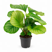 Calathea Orbifolia (50cm, Ø14cm) im Kulturtopf