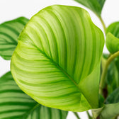 Calathea Orbifolia (50cm, Ø14cm), Nahaufnahme Blatt