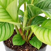 Calathea Orbifolia (50cm, Ø14cm), Nahaufnahme Wuchs und Triebansatz