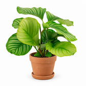 Calathea Orbifolia (50cm, Ø14cm), Stylingbeispiel im Übertopf (Übertopf nicht enthalten)