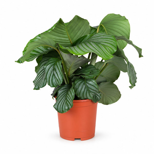 Calathea Orbifolia (70cm, Ø21cm) im Kulturtopf