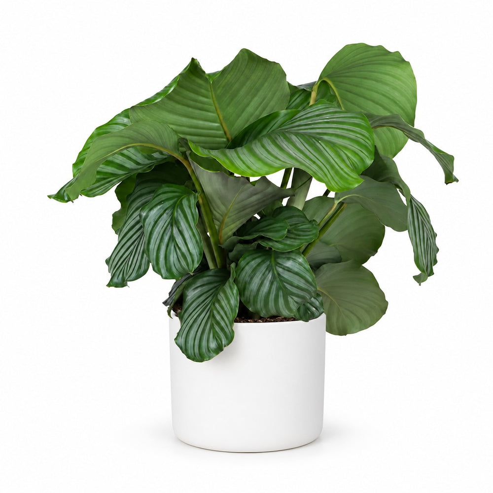 Calathea Orbifolia (70cm, Ø21cm), Stylingbeispiel im Übertopf (Übertopf nicht enthalten)