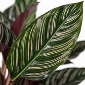 Calathea Ornata (50cm, Ø14cm), Nahaufnahme Blatt