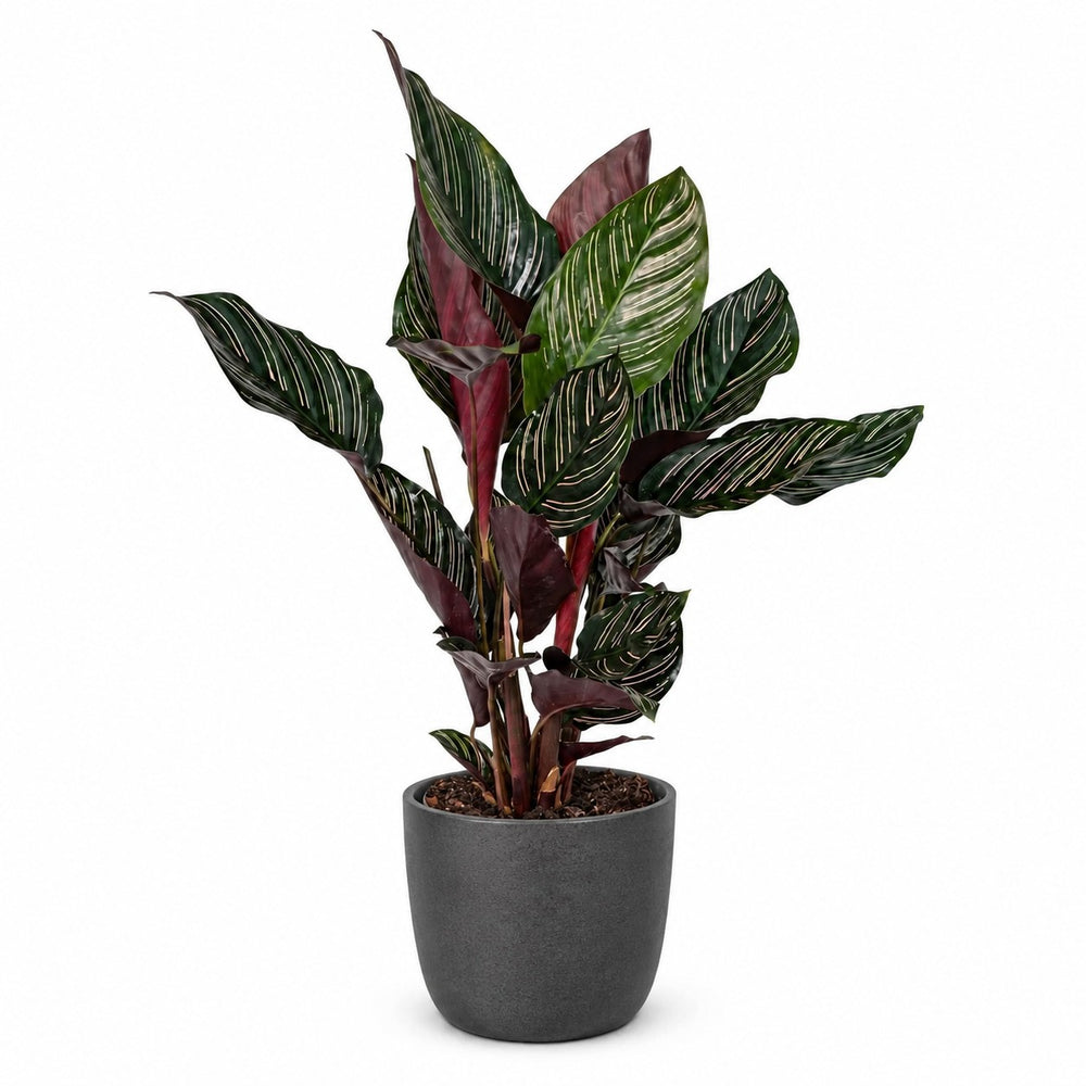 Calathea Ornata (50cm, Ø14cm), Stylingbeispiel im Übertopf (Übertopf nicht enthalten)