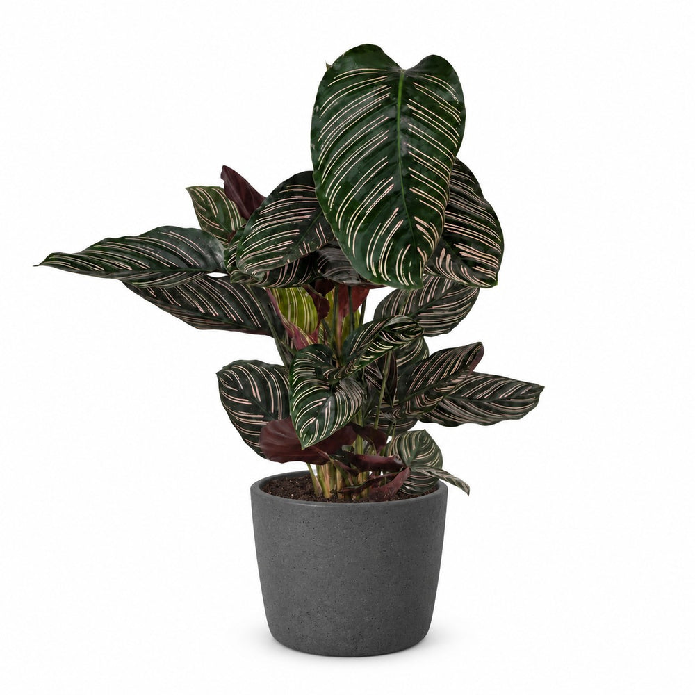 Calathea Ornata (75cm, Ø19cm), Stylingbeispiel im Übertopf (Übertopf nicht enthalten)