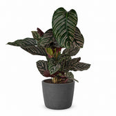 Calathea Ornata (75cm, Ø19cm), Stylingbeispiel im Übertopf (Übertopf nicht enthalten)