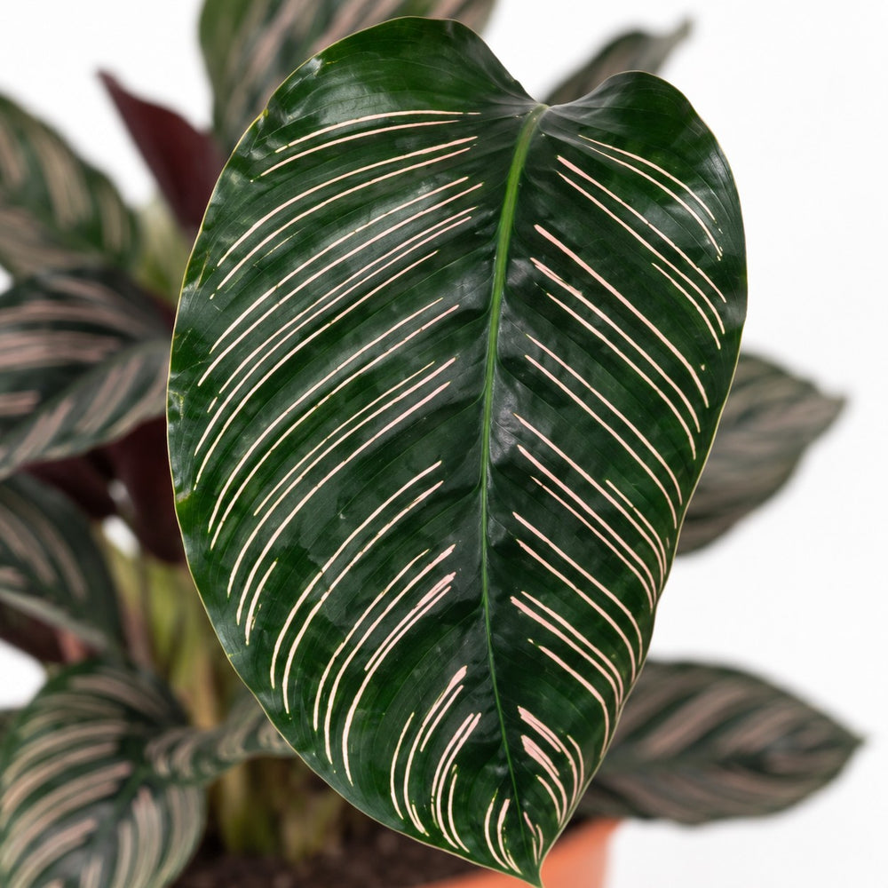 Calathea Ornata, Nahaufnahme Blatt