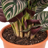 Calathea Ornata, Nahaufnahme Wuchs und Triebansatz