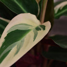 Calathea Triostar 70cm Nahaufnahme