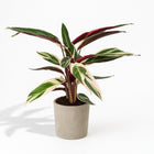 Calathea Triostar 70cm