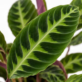 Calathea Warscewiczii (50cm, Ø14cm), Nahaufnahme Blatt