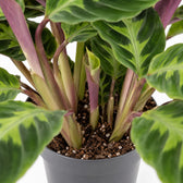 Calathea Warscewiczii (50cm, Ø14cm), Nahaufnahme Wuchs und Triebansatz