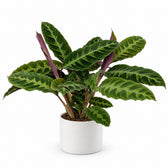 Calathea Warscewiczii (50cm, Ø14cm), Stylingbeispiel im Übertopf (Übertopf nicht enthalten)