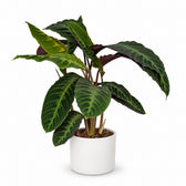 Calathea Warscewiczii (70cm, Ø19cm), Stylingbeispiel im Übertopf (Übertopf nicht enthalten)