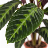 Calathea Warscewiczii, Nahaufnahme Blatt