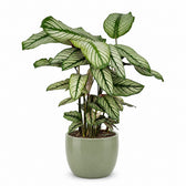 Calathea Whitestar (50cm, Ø19cm), Stylingbeispiel im Übertopf (Übertopf nicht enthalten)