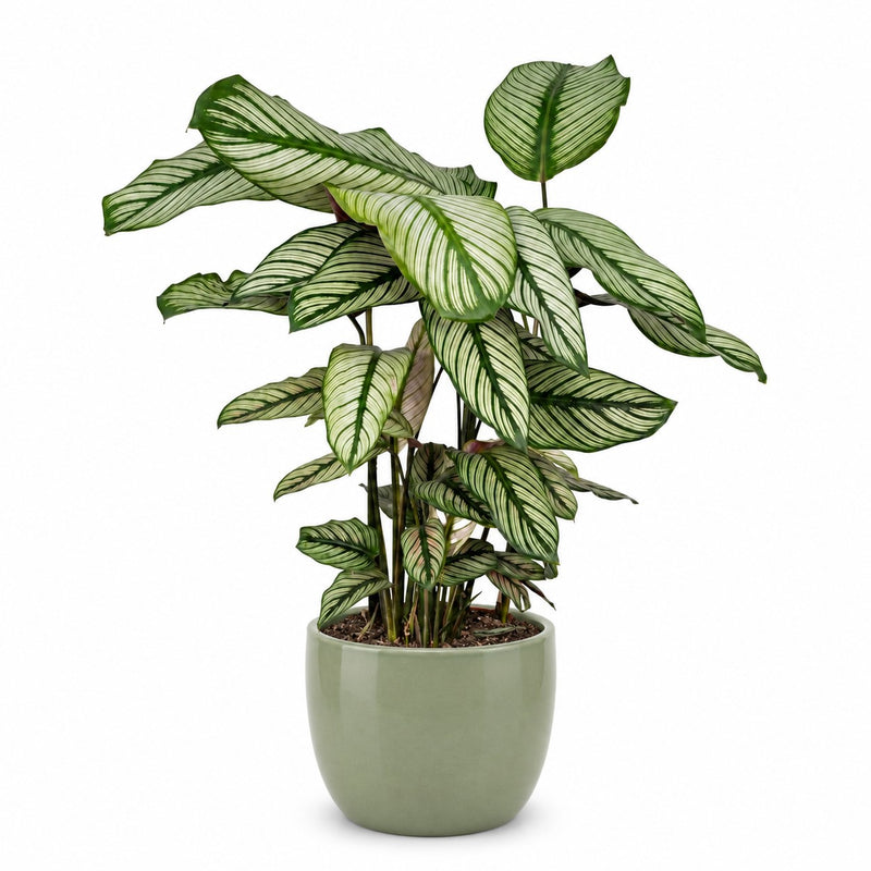 Calathea Whitestar Detail