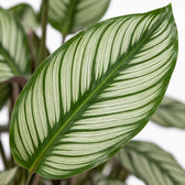 Calathea Whitestar, Nahaufnahme Blatt