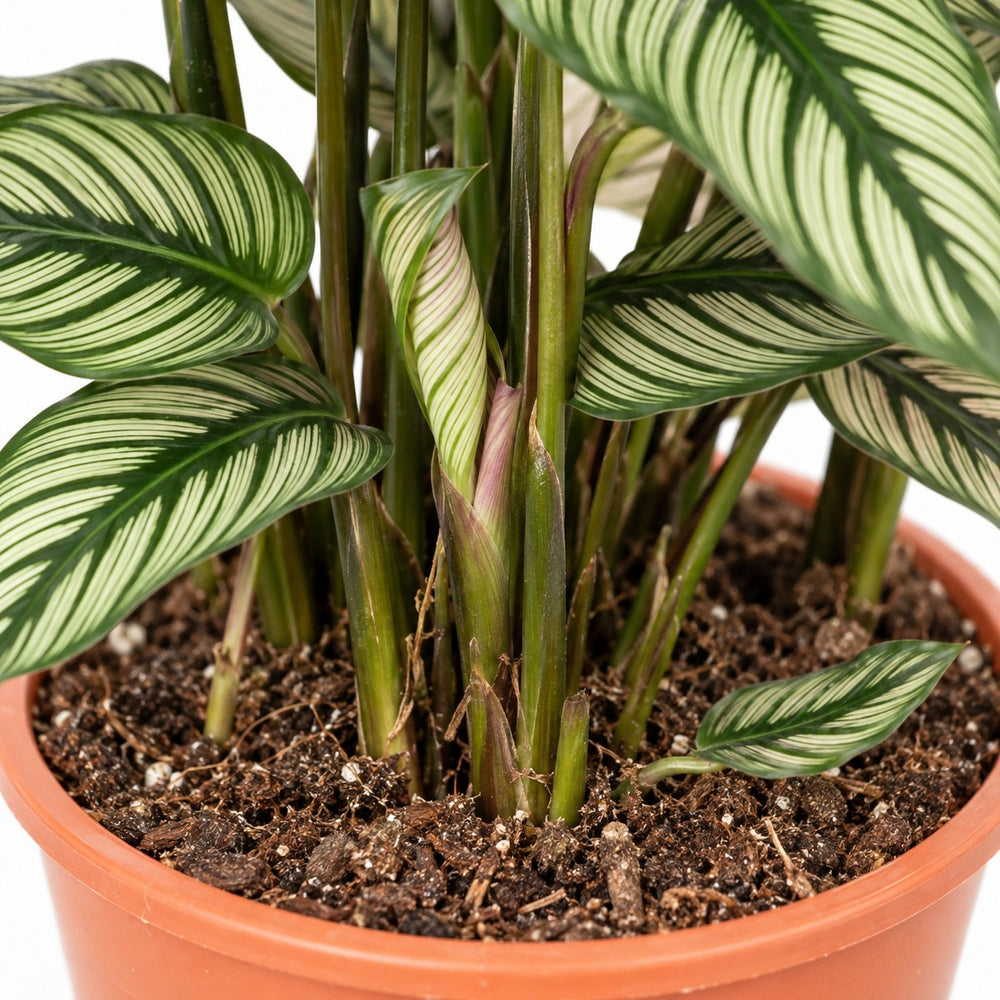Calathea Whitestar, Nahaufnahme Wuchs und Triebansatz