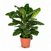 Calathea Zebrina (80cm, Ø19cm) im Kulturtopf