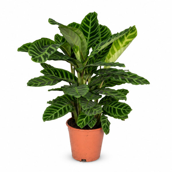 Calathea Zebrina (80cm, Ø19cm) im Kulturtopf