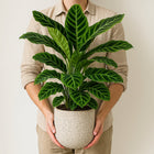 Calathea Zebrina 80cm mit Person