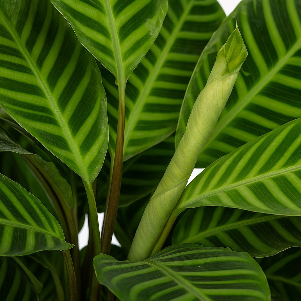 Calathea Zebrina