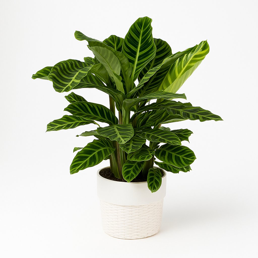 Calathea Zebrina 80cm