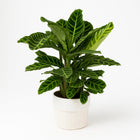Calathea Zebrina 80cm