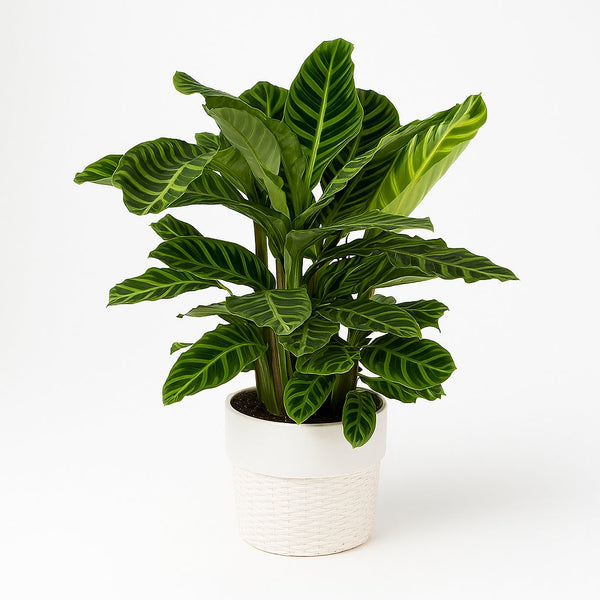 Calathea Zebrina